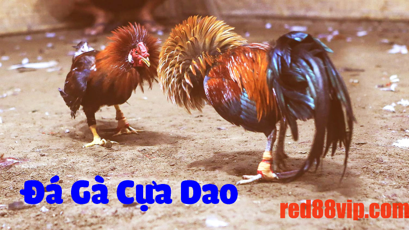 Tìm hiểu đá gà cựa dao là gì?